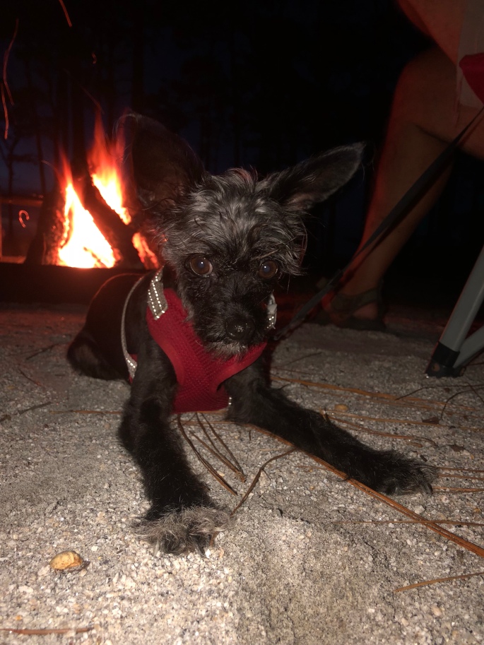 Pocket the Poohuahua in front of campfire